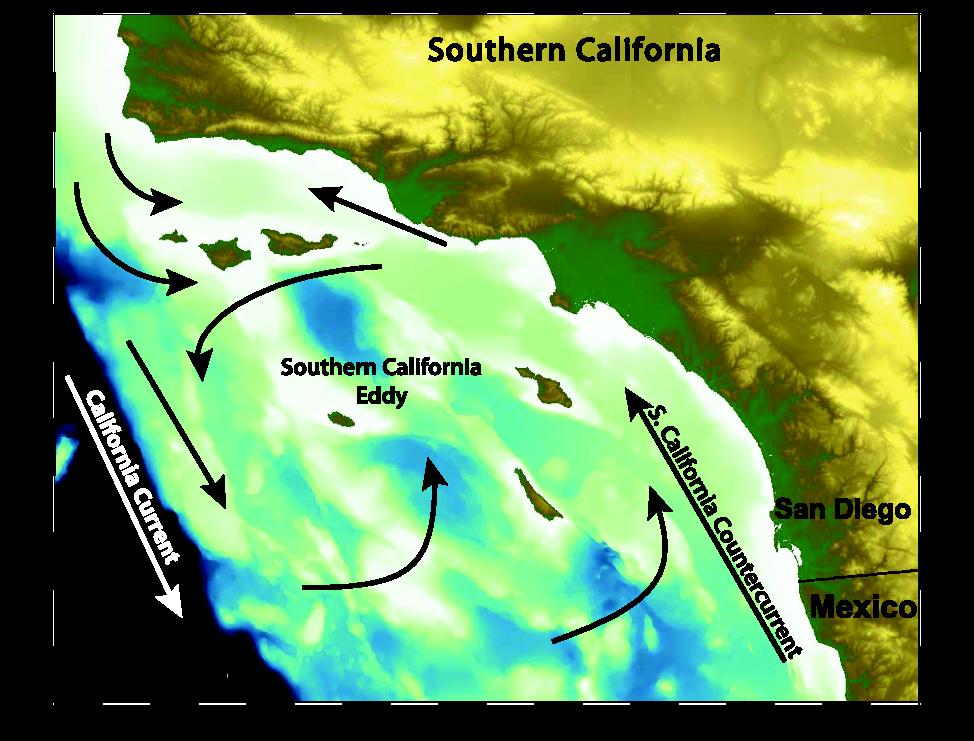 Bight Risso s Dolphins 5 (Grampus griseus) Currents California Current