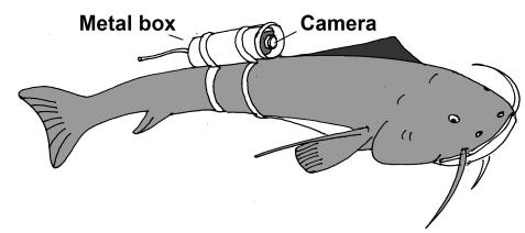 1. Diagram 1.1 and Diagram 1.2 show the conditions of identical metal boxes which are used to cover a camera, tied to a big catfish in a river water and to a small shark in the sea water. Diagram 1.1 Diagram 1.