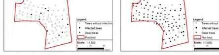 Plots 1 and 4 revealed association of infected trees at all distances between all compared dates