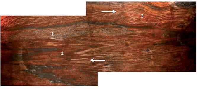 Figure 12 A wide shear zone seen on the gallery ceiling (about 2 m between the white arrows). The recrystallized band labelled 1 is about 50 cm wide and corresponds to the most sheared zone.
