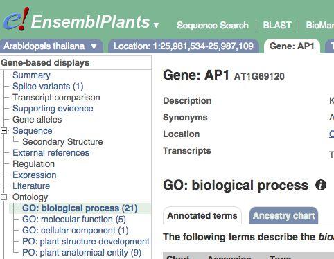 The sequence is shown in FASTA format. Take a look at the FASTA header: In the Gene tab, you can find all the GO and PO terms associated with this gene either as a table format or as a chart.