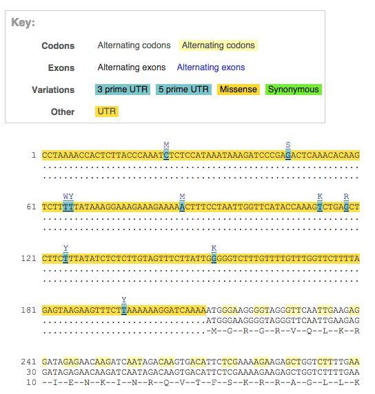 UnTranslated Regions (UTRs) are highlighted in yellow, codons are highlighted in light