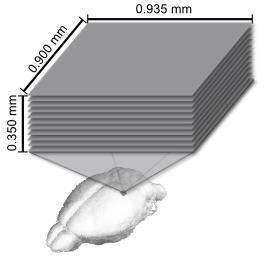 Multiplane imaging in visual cortex of awake mice 10x real time https://www.youtube.com/watch?