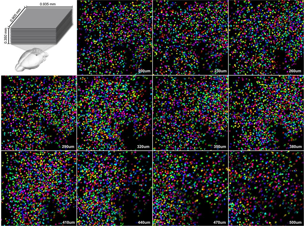 12,392 neurons Processed in