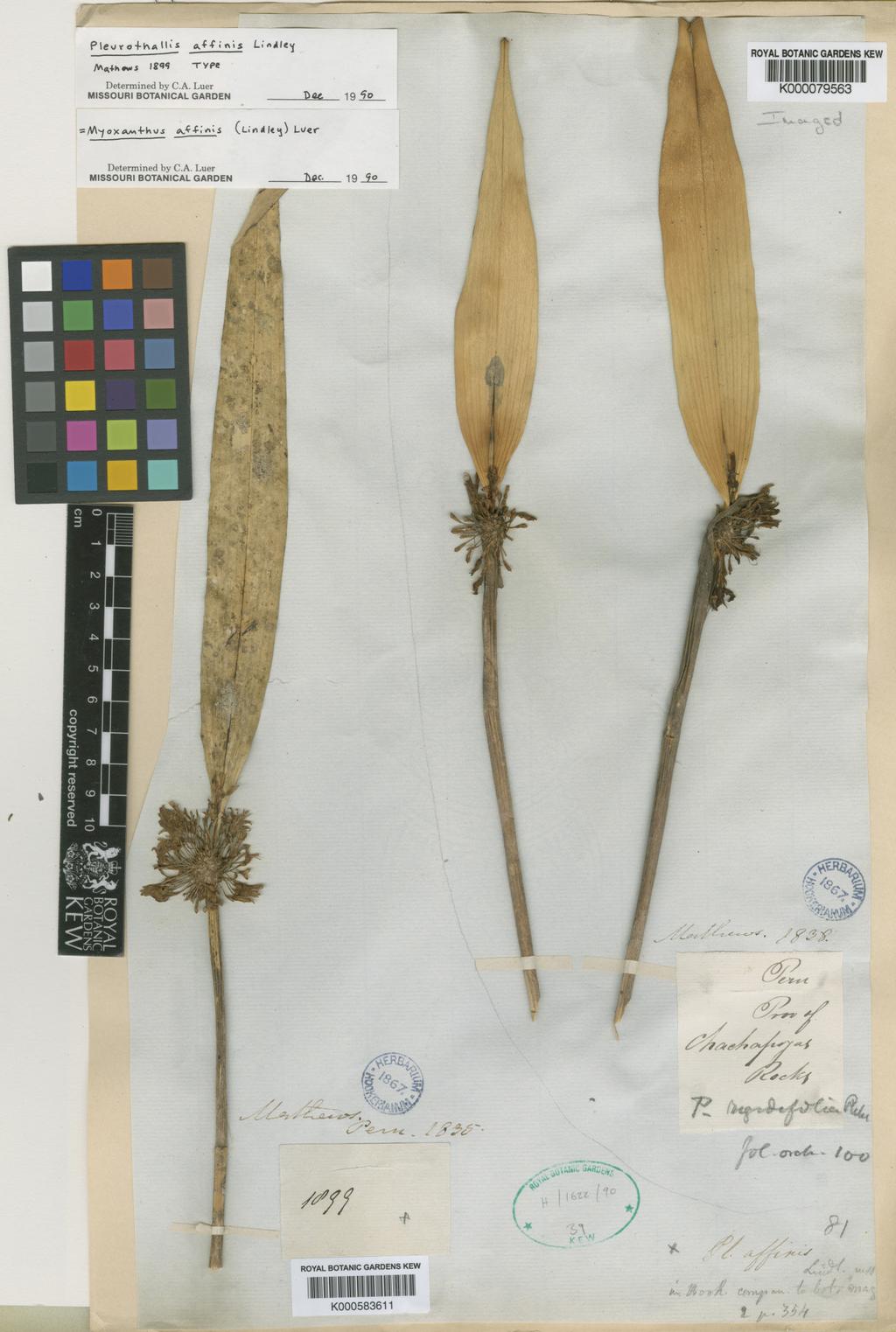 Rojas-Alvarado & Karremans Additions to Myoxanthus 205 Figure 1. Holotype of Pleurothallis affinis Lindl.