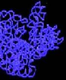 Isotropic chemical shift chemical shifts of a protein determined by: - folding of