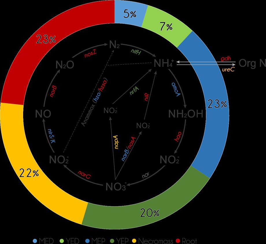 Figure S10. GeoChip predicted nitrogen metabolic transformations present in Espeletia sp. microbial communities. Colors in gene names indicate the sample where such gene was relatively more abundant.