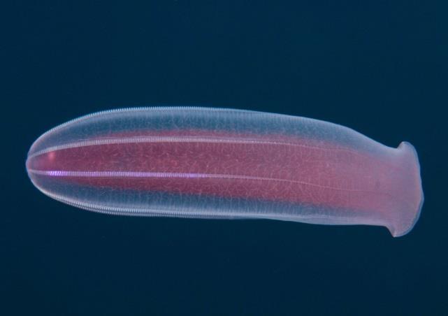 Ctenophores - ecology Holopelagic