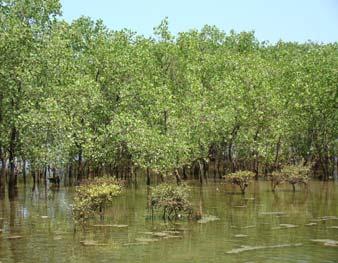 : Mangrove Management Plan Mangrove Survey