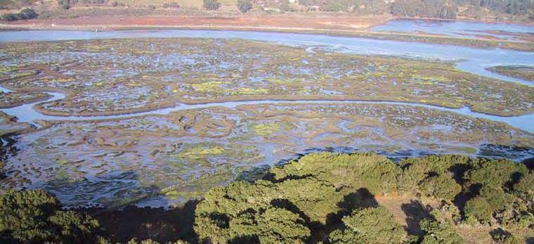 Are Elkhorn Slough tidal marshes tracking sea level rise?