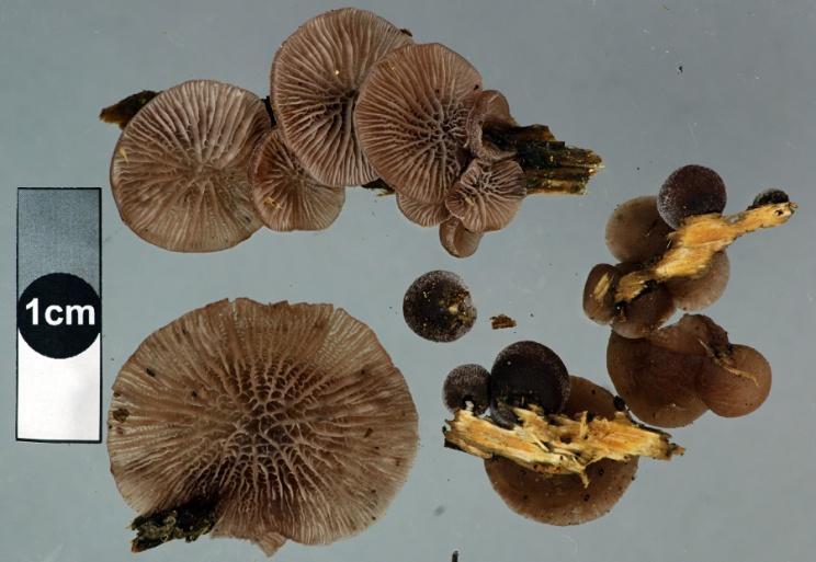 However, the cap hairs are sometimes sparse in which case it is impossible to tell apart from Resupinatus subapplicatus without microscopic examination.