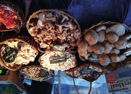 Mushroom/fungi recipes wanted! For IMC12 2022 in Amsterdam, we would like to explore positive aspects of fungi.