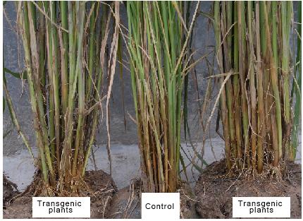 W.C. Li et al. 15574 Figure 1. Comparison of root gene transfer and control plant. Figure 2. Comparison of stem of transgenic plants and controls.