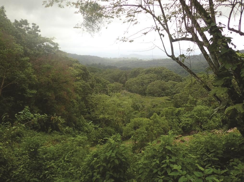 Fig. 15. Secondary forest at La Sombra, Nicaragua. TEMPORAL DISTRIBUTION. May (15).
