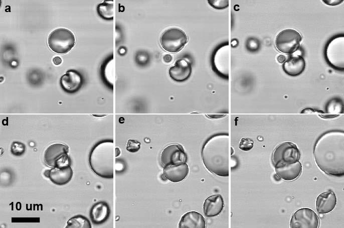 SI Figure 4 CLSM image sequence showing the shrinkage process of emulsion droplets in the buckling stage interface tension (mn/m) 4. 4.0..0..0 1. 1 1.