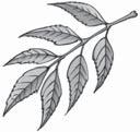 3) Papaya leaf Neem