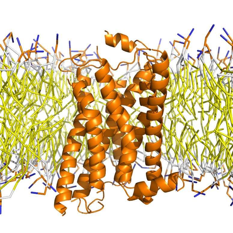 [ββ 2 AR xtal structure] binding site T4-lysozyme (for stability) Cerezov et al.