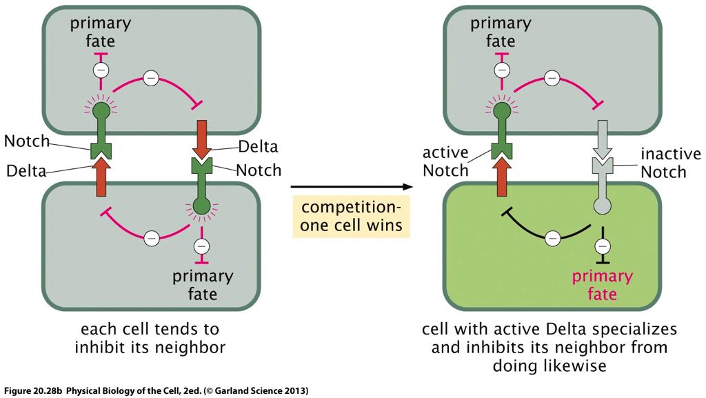 suppress Delta expression in the neighboring cell by activating Notch in the neighbor. A schematic of this process is shown in Fig. 7.