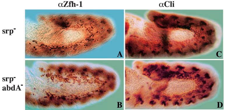 (D,E) Fat body precursors identified using an anti-srp antibody (brown). (A,D) Wild type. (B) abda. SGPs are absent and have been replaced by fat body precursors. (C) AbdB -.