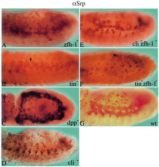 Development of gonadal and fat body 841 gonadal occupy the same D-V position within different parasegments suggests that they may be developmentally closely related tissues.