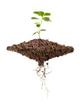 What influences root development?