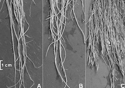 Phosphate is important for early root development