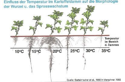 Influence of temperature Plant species may differ in temperature requirements Indirect