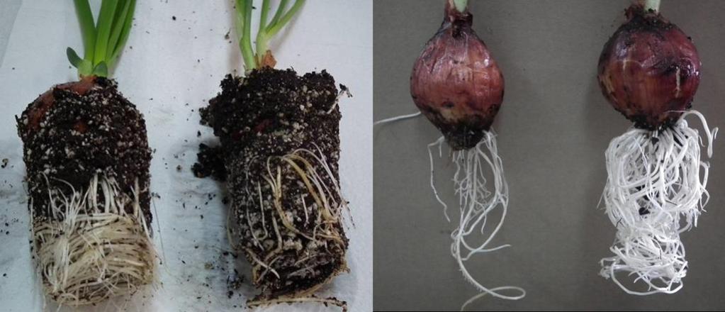 Dependency of plants on mycorrhiza: Some are obligate Some are facultative Root Morphology dependent Onion bulbs grown in
