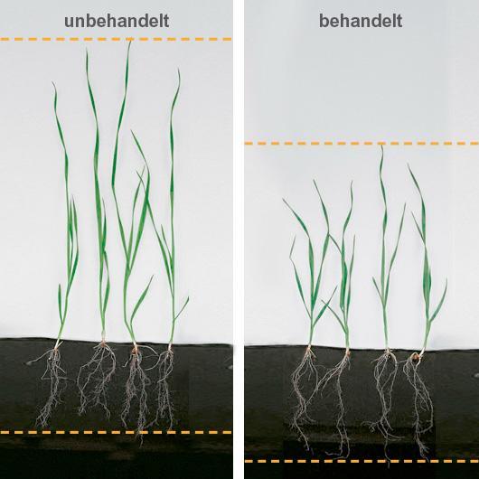 BASF Deeper and more roots, and less
