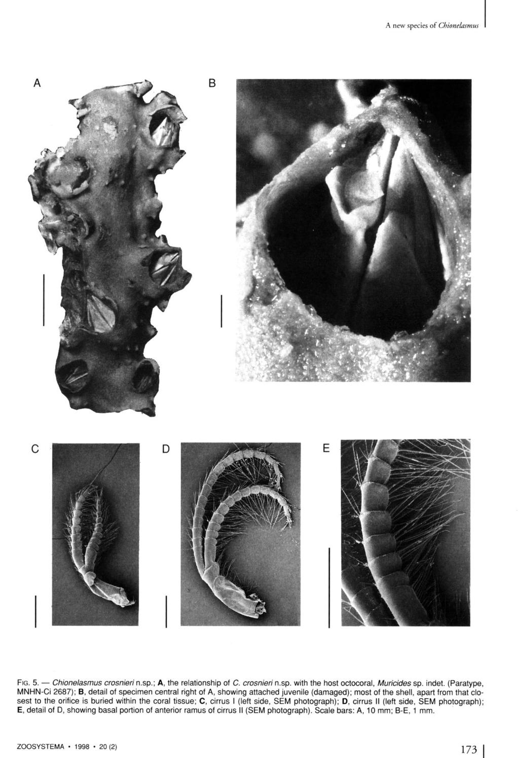 A new species of Chionelasmus FIG. 5. Chionelasmus crosnieri n.sp.; A, the relationship of C. crosnieri n.sp. with the host octocoral, Muricides sp. indet.