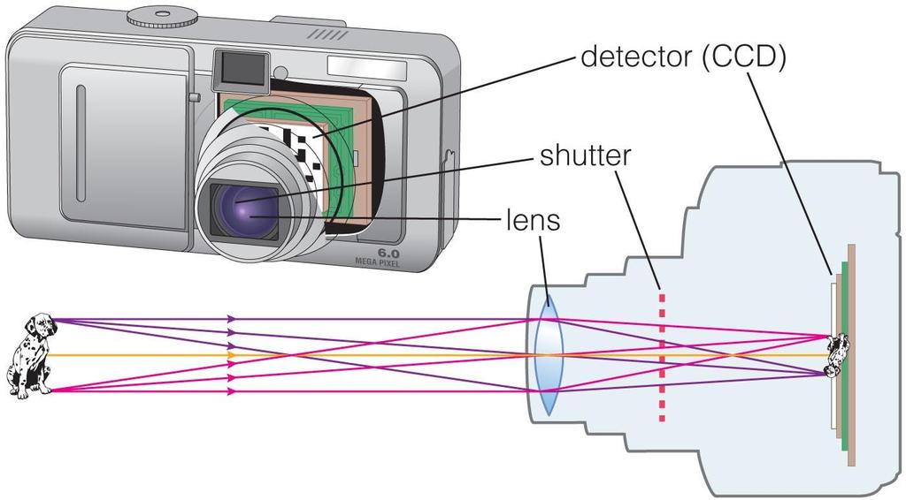 Focusing light, recording an image Digital cameras detect light and record images with an electronic device called Charge- Coupled Device (CCD).