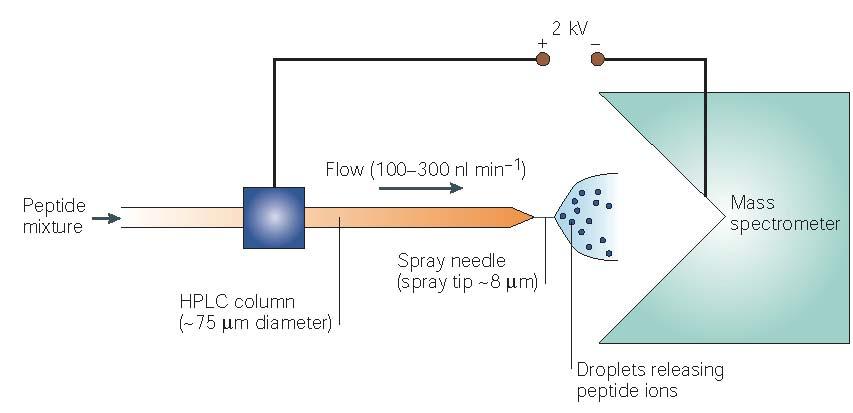Electrospray Ionization 1. Capillary with a small orifice or tip. 2. Slowly, flowing liquid at atmospheric pressure. 3. High E field (~10 6 V/m) across the tip.