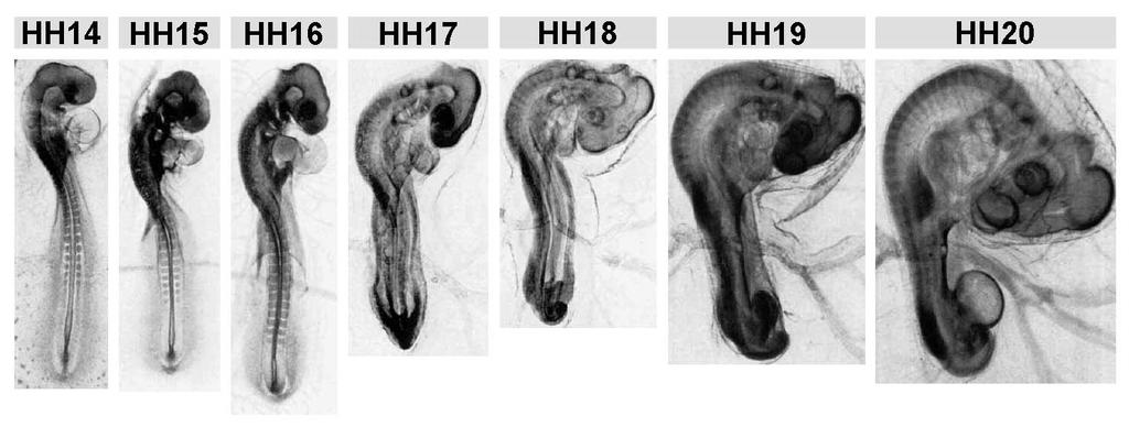 Figure 2: Hamburger and Hamilton (HH) stages of chicken embryo development. HH14-20.
