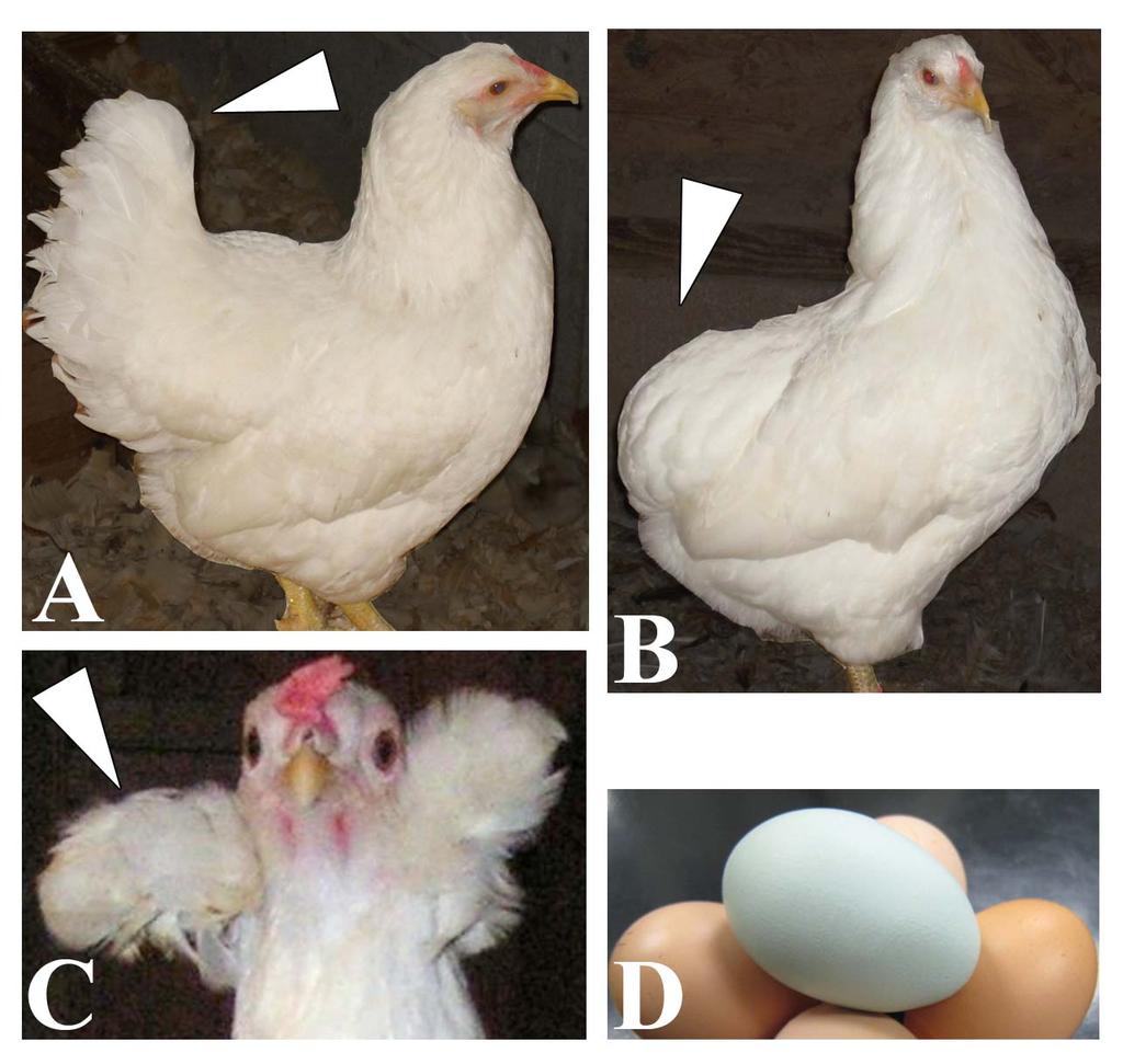Figure 11: Comparison of the Araucana breed characteristics. A: Araucana with a full tail (white arrowhead) and clean (no tufts) face.