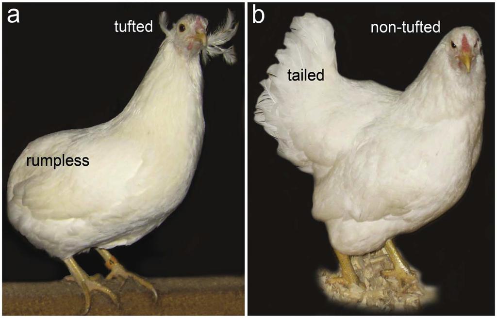 Figure 1. Araucana chicken.