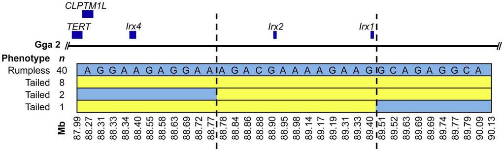 Figure 3. Localization of Rp. Physical map showing the relative positions of mapped genes and informative SNP markers within the 2.14 Mb rumpless haplotype on Gga 2.