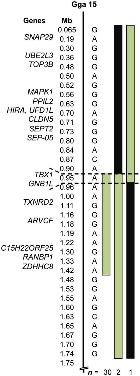 Figure 4. Localization of Et. Physical map showing the relative positions of genes and informative SNP markers in the associated region of Gga 15.