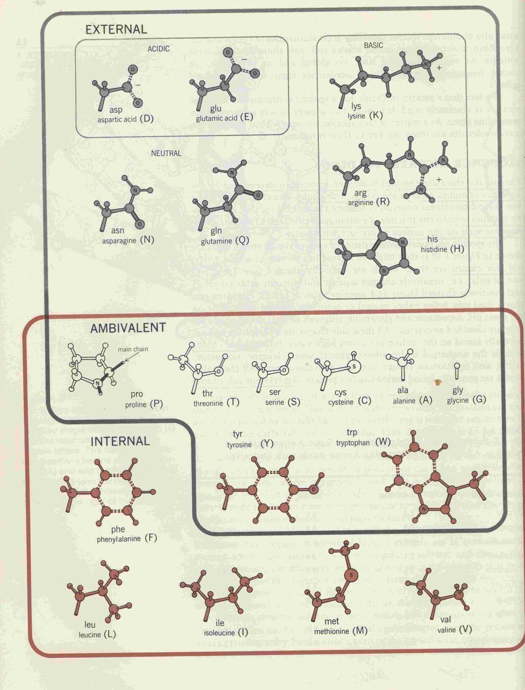 The Different Groups of Amino-Acids Charged