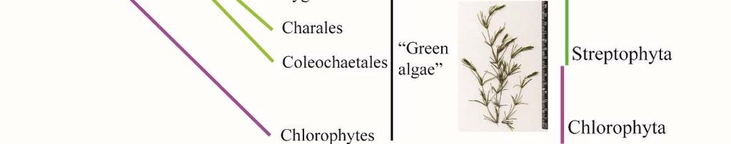 Phylogeny of