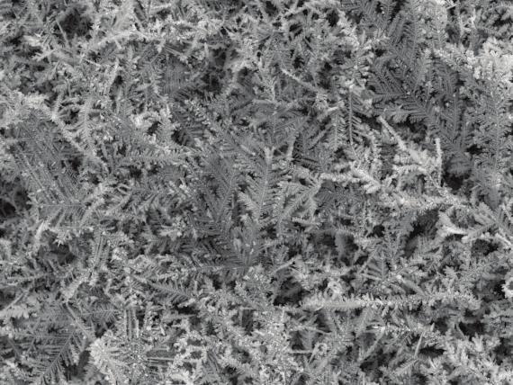 Advances in Materials Science and Engineering 3 AgLa Counts AgLb 5μm AgLesc AgLI AgLb2 (a) 2 4 6 8 10 (kev) (b) 500 nm 50 nm (c) (d) Figure 2: The SEM micrograph of Ag nanostructure electrochemically