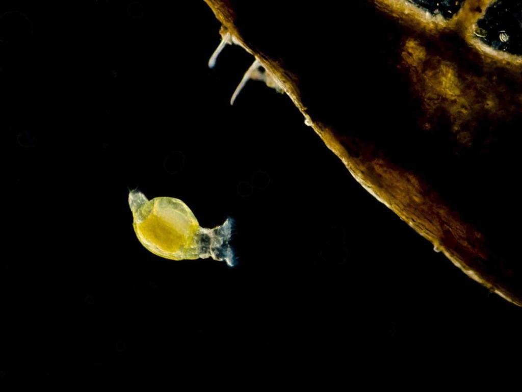 BioMEDIA ASSOCIATES LLC HIDDEN BIODIVERSITY Series Rotifers Study Guide Written and Photographed by Rubén Duro Pérez Supplement to Video Program All Text and Images Copyright 2015 BioMEDIA ASSOCIATES