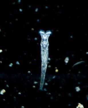 The various species of rotifers have many forms, usually in relation to the lifestyle they lead.