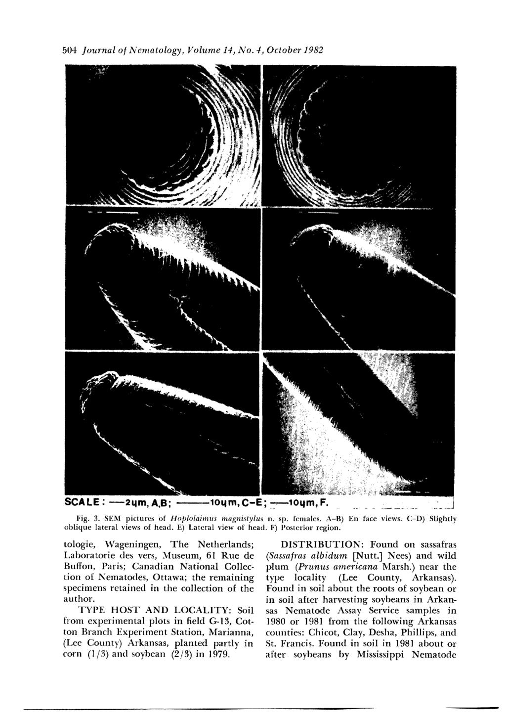 504 Journal o/ Nematology, Volume 14, No. 4, October 1982 3(.;ALl::... 2qm, A,B; - 1oqm, c-e; -.:... loqm, P........ j Fig. 3. SEM pictures of Hoplolaimus magnistylus n. sp. females.