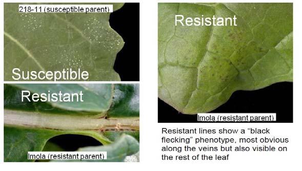 Changes in cv. Apex resistance against P. brassicae Market share (%) % leaf area with LLS NIAB data (Jane Thomas) Boys et al.
