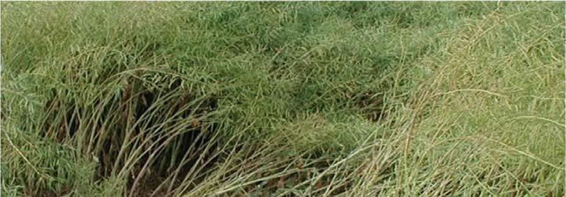 Light leaf spot conclusions Light leaf spot severity has increased in England Oilseed rape