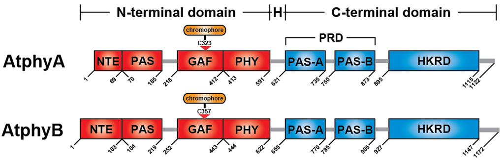 4 of 26 The Arabidopsis Book Figure 4. The domain structure of Arabidopsis phya and phyb molecules.