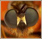 anatomy (Tagmatization) Antenna Head Thorax Abdomen 2 pairs of wings (adult) Compound eye Mouthparts 3 pairs