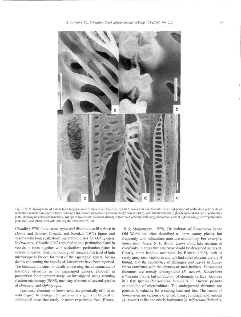 S. Carlquist. E.L. Schneider / South African Journal of Botany 73 (2007) 196-203 197 Fig. I. SEM micrographs of xylem from longisections of roots of 5. deserti (a c) and S. trifasciata var.