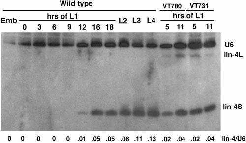 lin-4 RNA and Developmental Timing in C. elegans 89 phoresis for 3hat250Vin1 TBE. RNA was electrophoretically transferred to Zetaprobe membrane in 0.5 TBE at 200 ma overnight at 4 C.