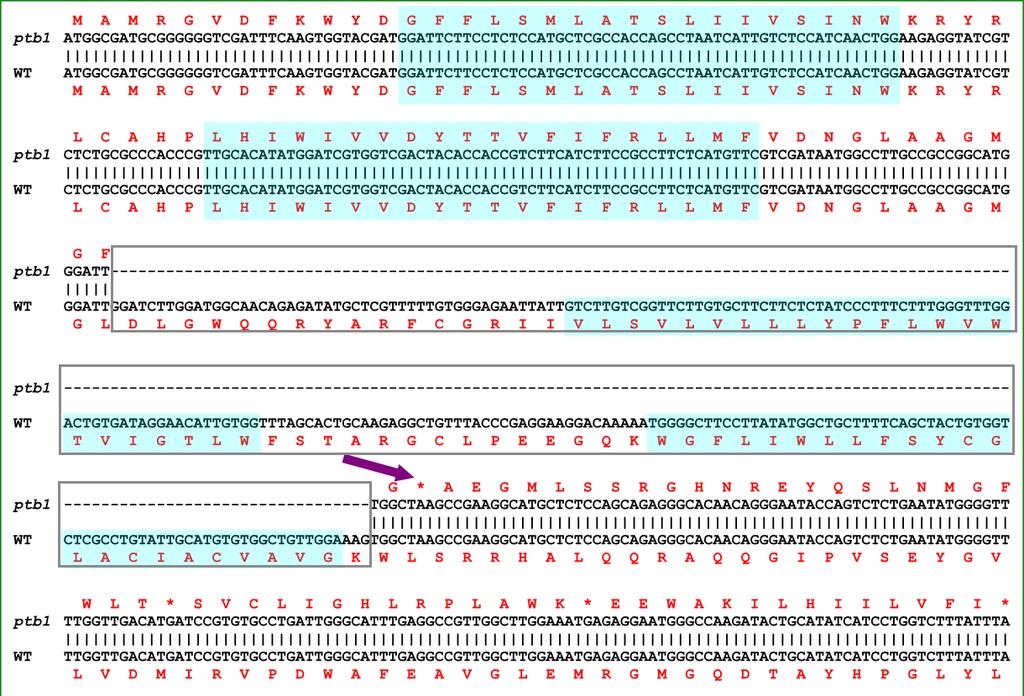 Supplementary Figure S3. Comparison of the PTB1 cdna with that of the mutant.